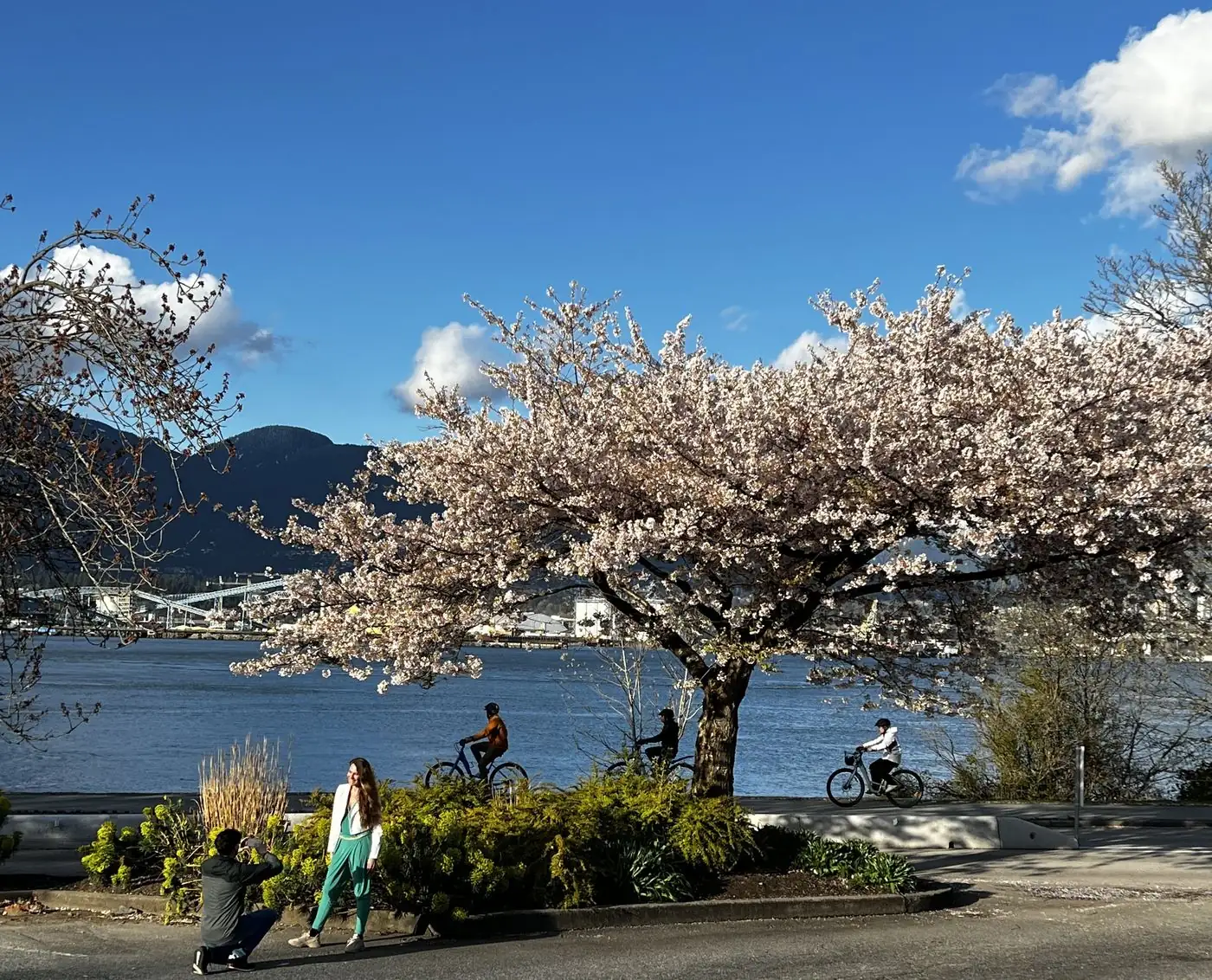 Cherry blossoms along Vancouver's waterfront seawall in spring