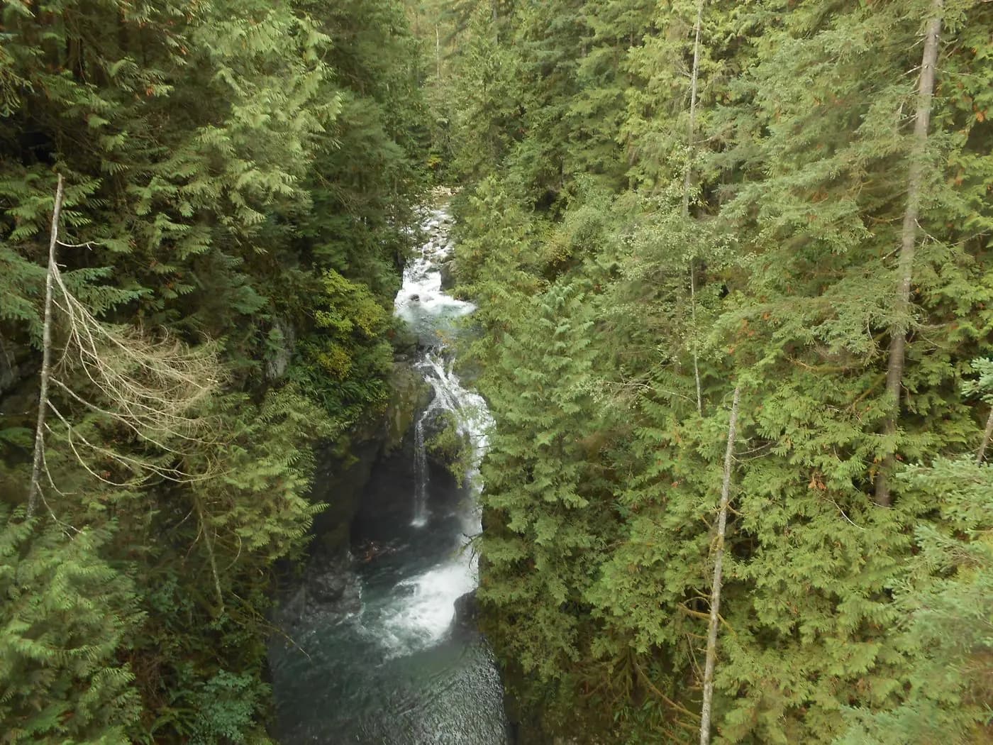 Cachoeira e floresta densa no Lynn Canyon, North Shore de Vancouver