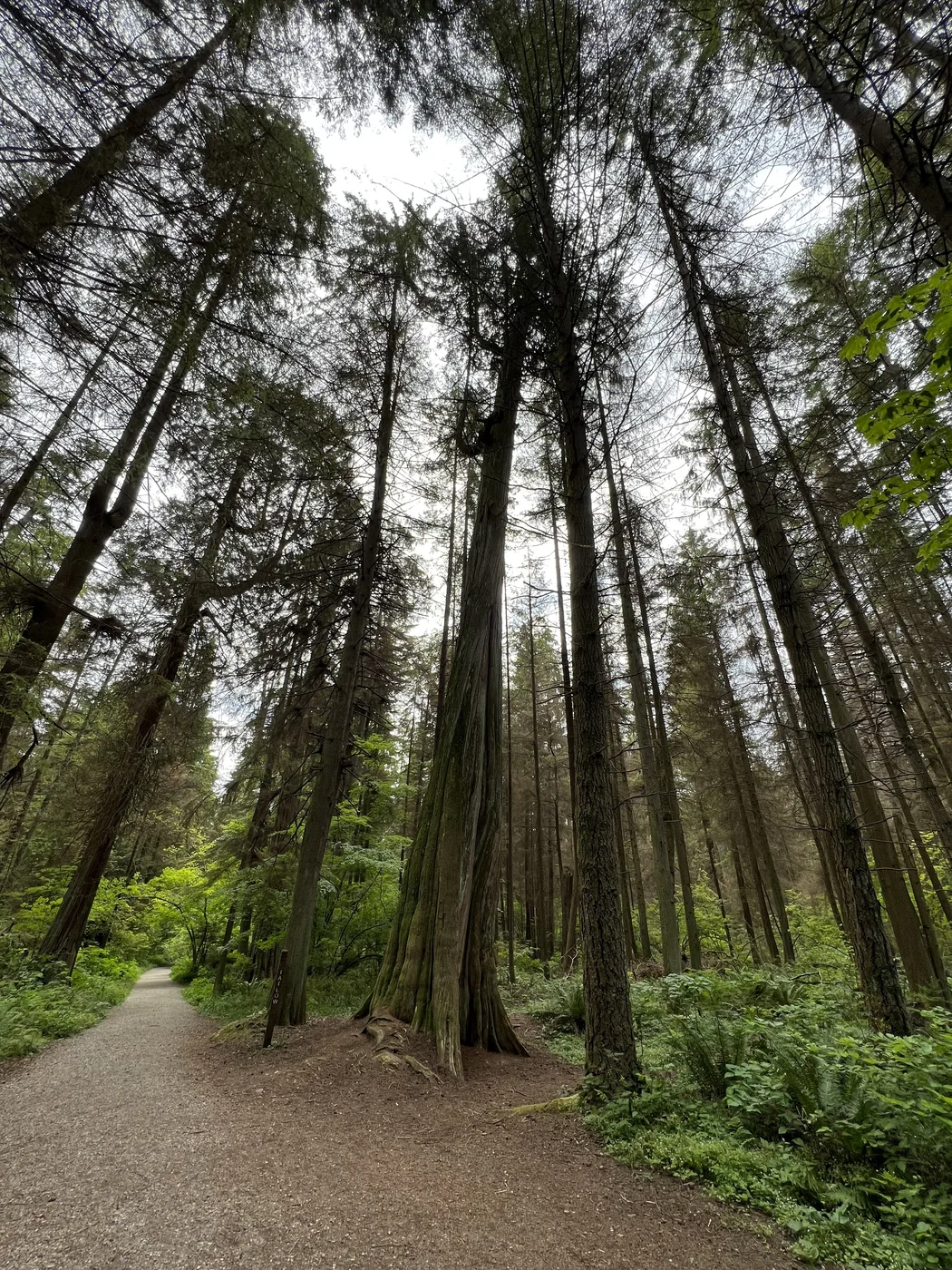 Árvores antigas e imponentes ao longo de uma trilha interna do Stanley Park