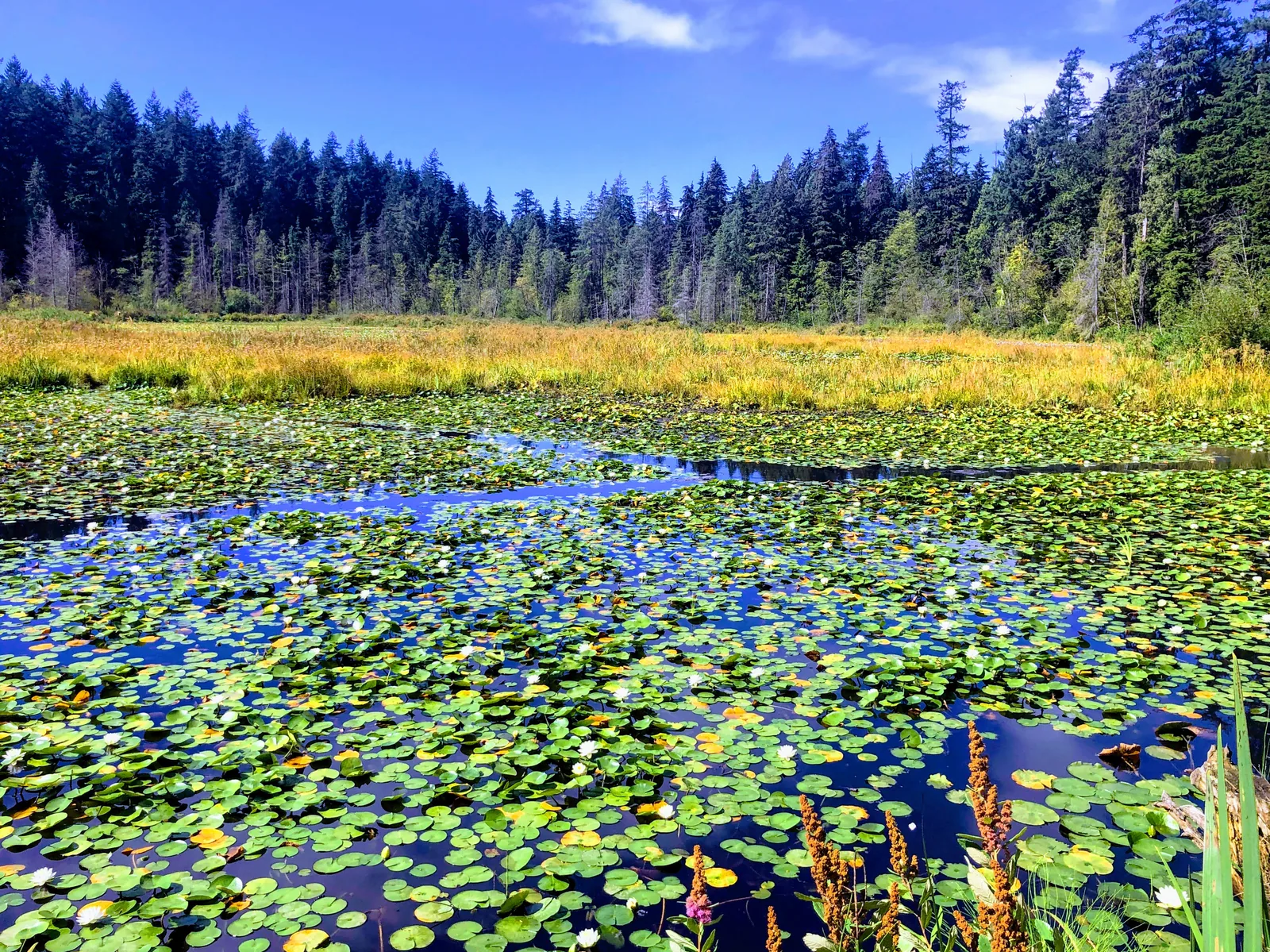 Nenúfares cobrindo a superfície do Beaver Lake no Stanley Park