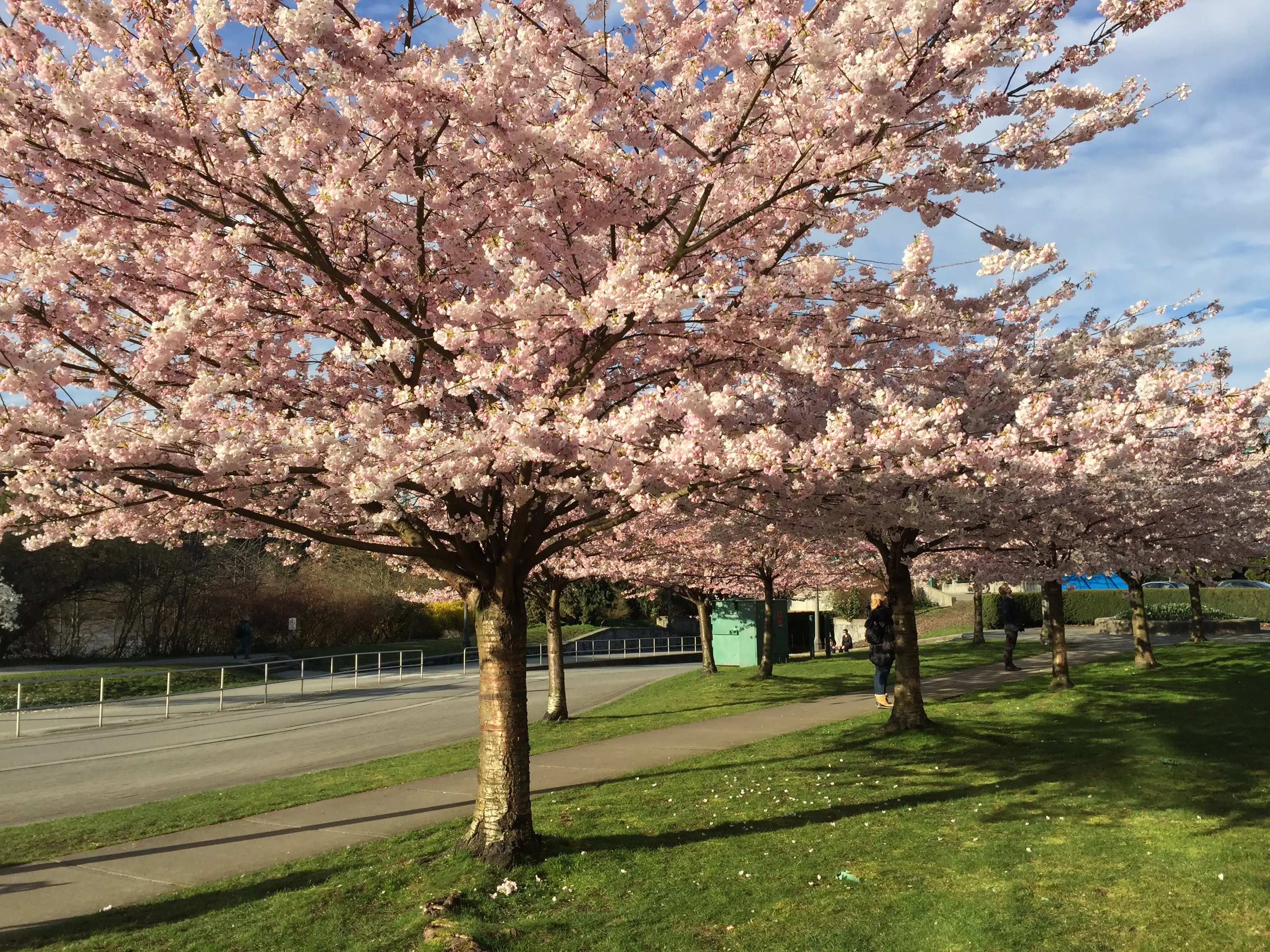 Cerejeira totalmente florida em tons de rosa em um parque de Vancouver na primavera