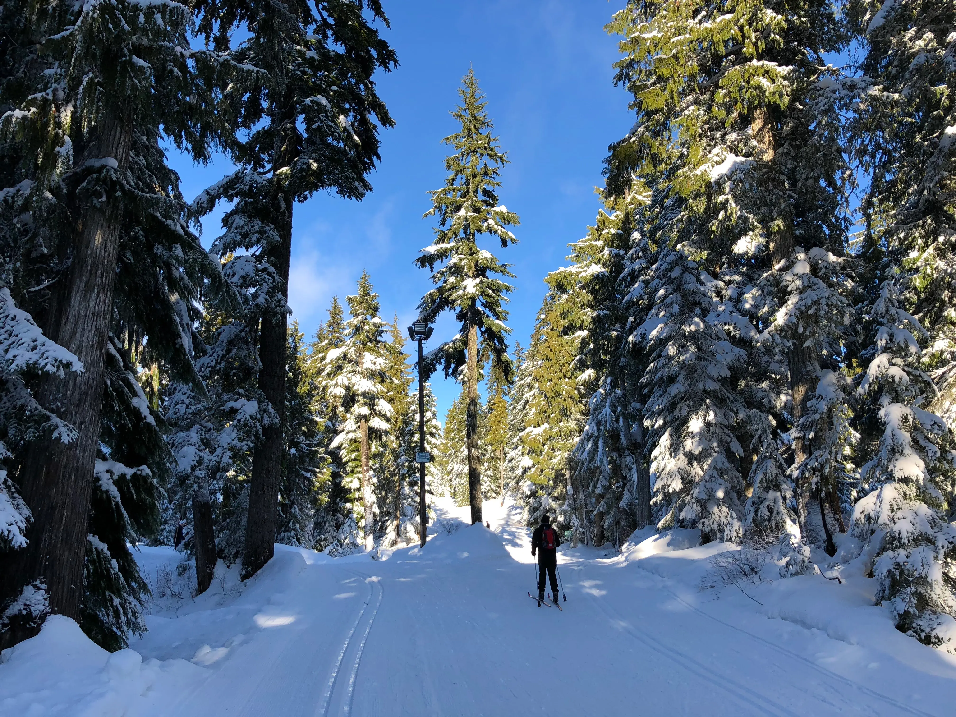 Esquiador em trilha de esqui cross-country cercada de árvores nevadas em Vancouver no inverno