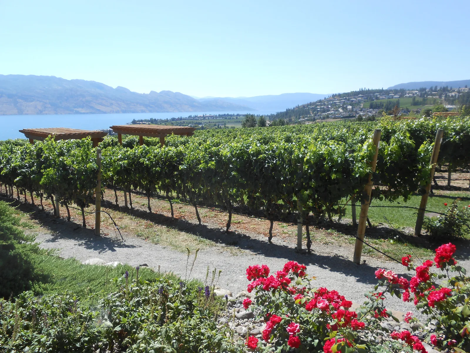 Vinícolas do Okanagan Valley com vista para o lago