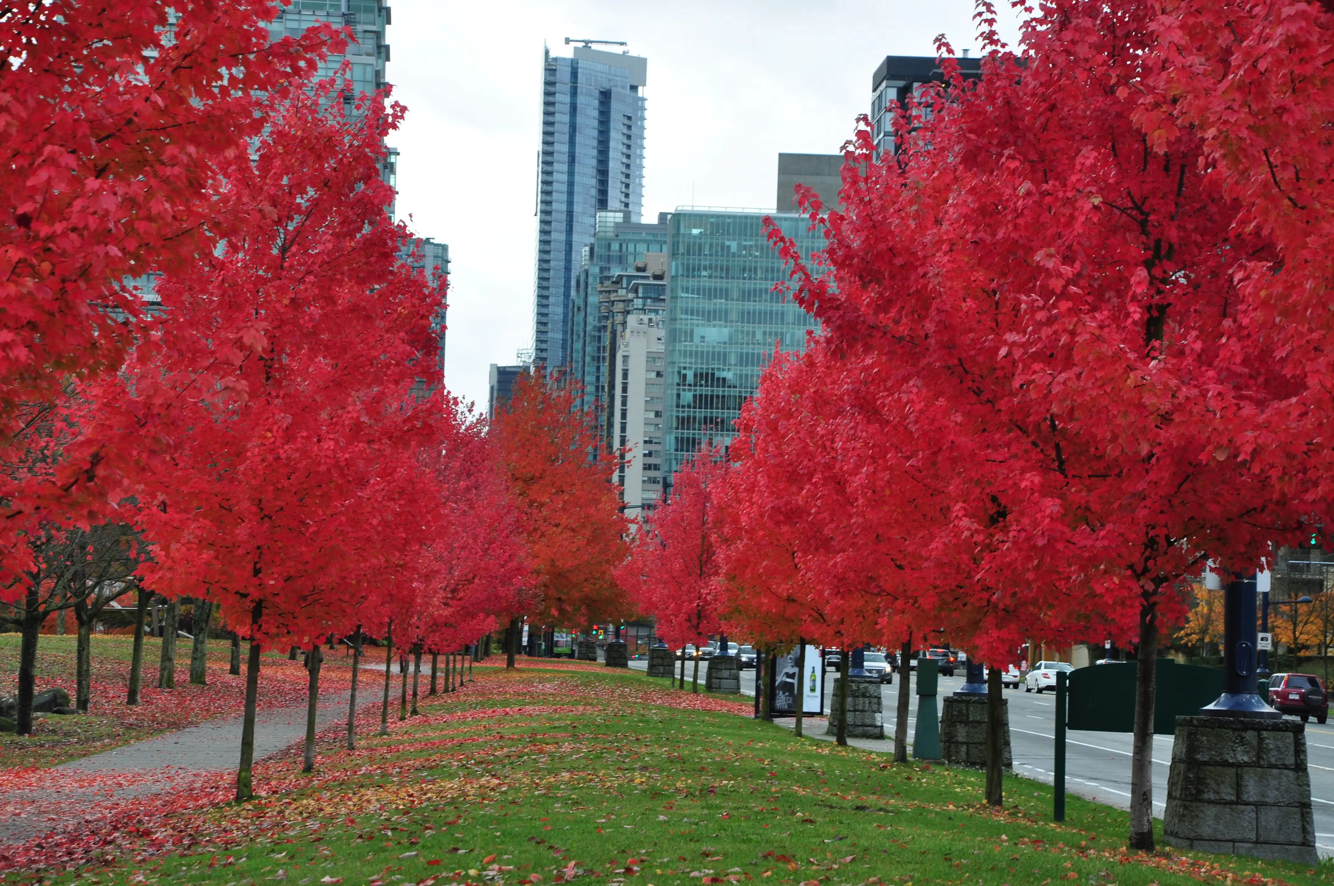 Fileira de árvores com folhas vermelhas de outono em uma avenida de Vancouver, com prédios ao fundo