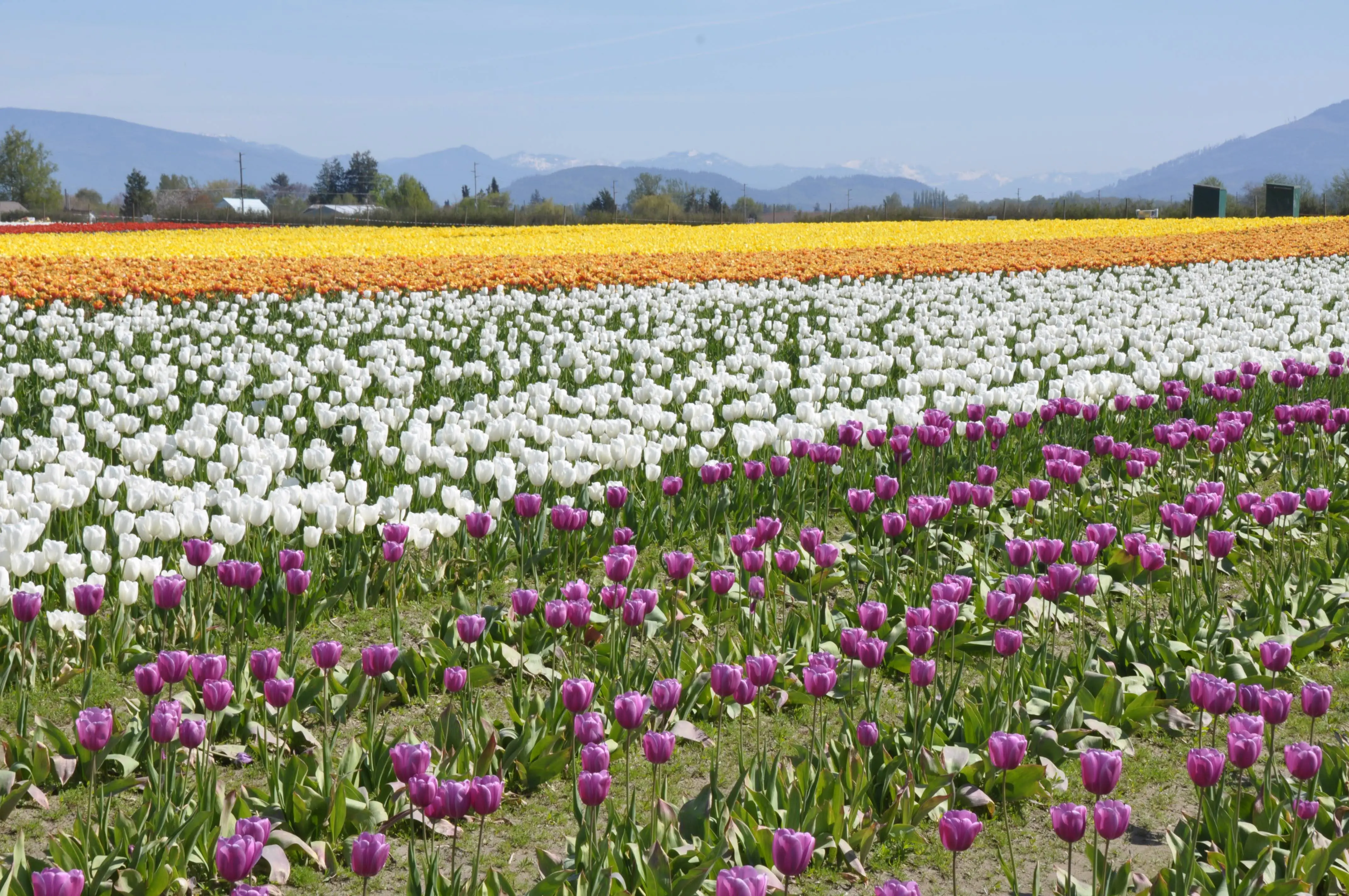 Campo de tulipas coloridas próximo a Vancouver, com faixas roxas, brancas e amarelas